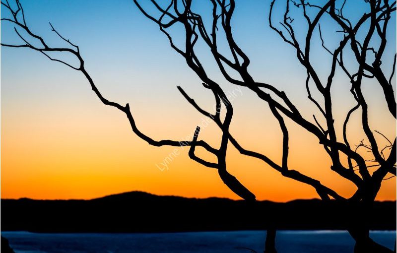 silhouette of tree at sunset