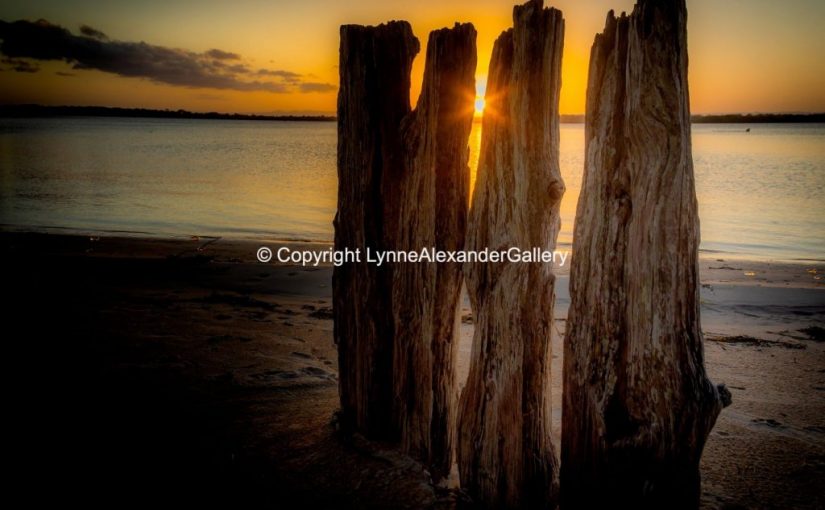 BribieWoodStumps